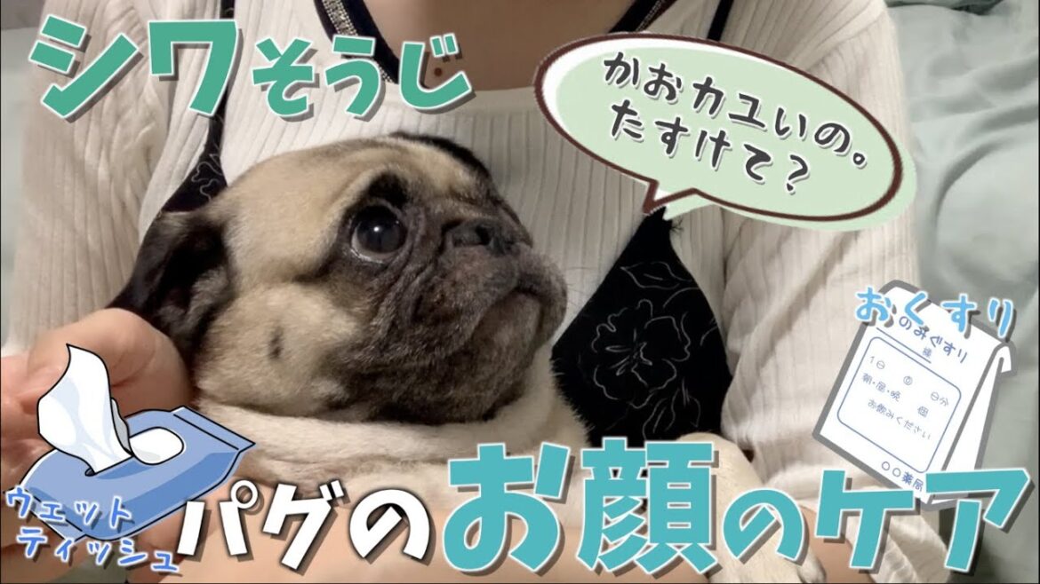 【シワ掃除】お顔がカユすぎ！普段のお顔のケアを公開 パグ犬リク pug dog #155