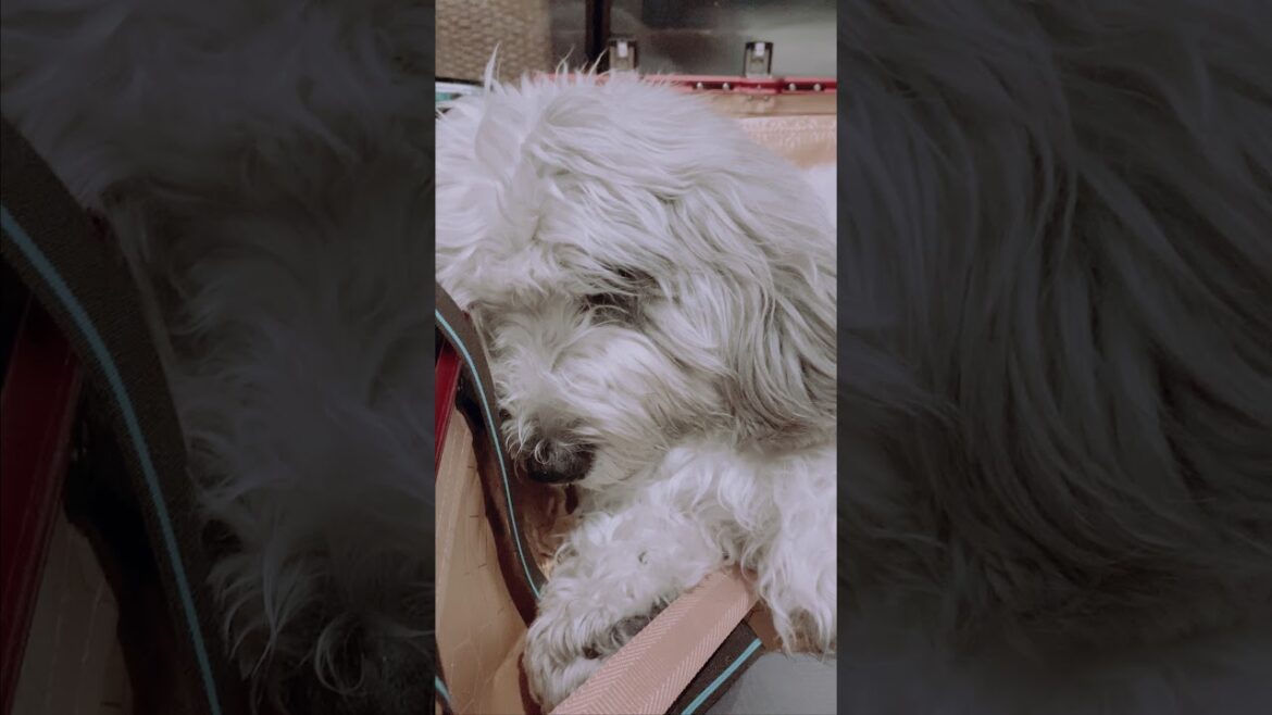 スーツケースで眠る犬。寝息に癒されます😪💤 全編もみてね！