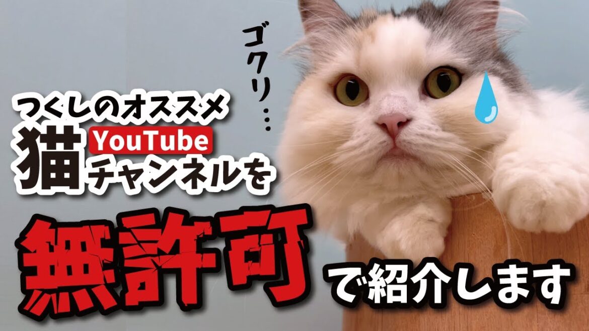 勝手に大好きな猫YouTubeチャンネルを紹介してみた…【関西弁でしゃべる猫】【猫アテレコ】 勝手に大好きな猫YouTubeチャンネルを紹介してみた…【関西弁でしゃべる猫】【猫アテレコ】