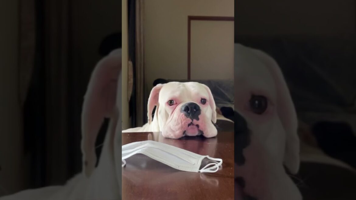 💎いいものみーつけた♪ゴールデンレトリバー　ボクサー犬