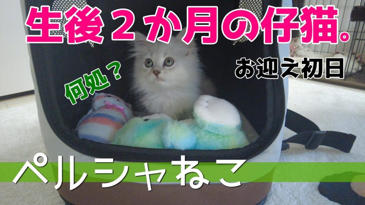 【ペルシャ猫】ここるにつづき生後２ヵ月のペルシャ猫をお迎えしたお話♪