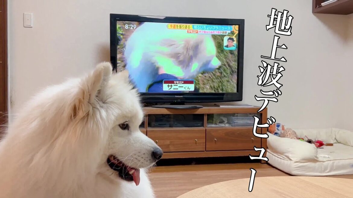 サニー地上波デビュー/サモエド samoyed