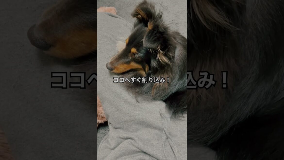 【溺愛】愛犬シェルティの可愛いところ。