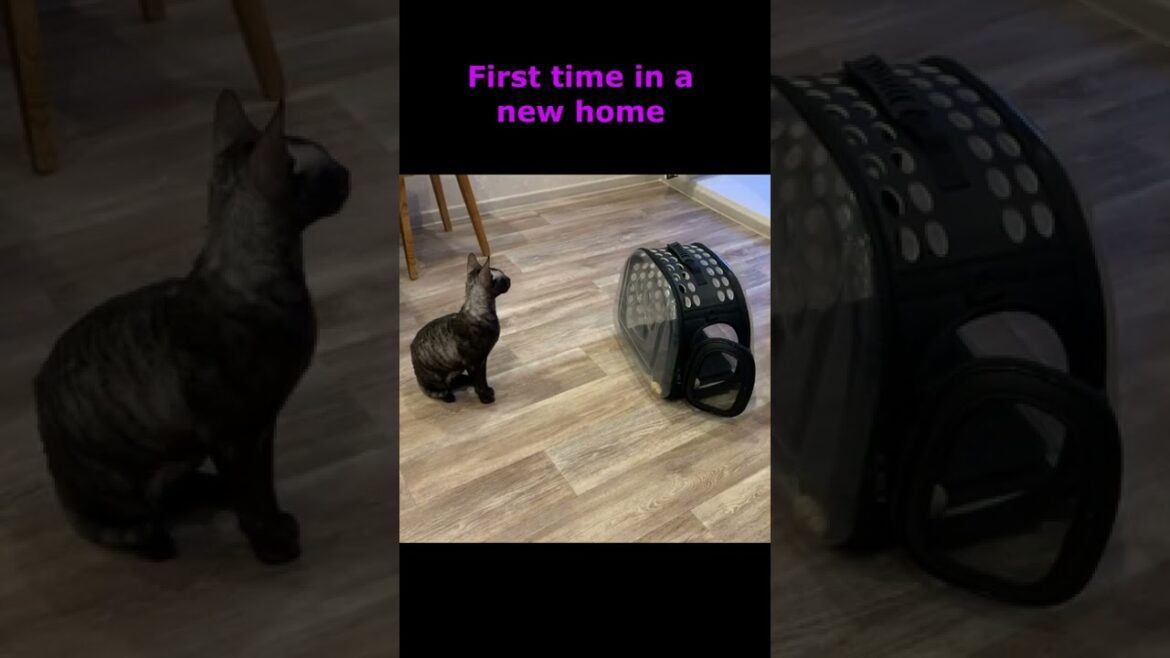 A black cat in a new home for the first time Shorts