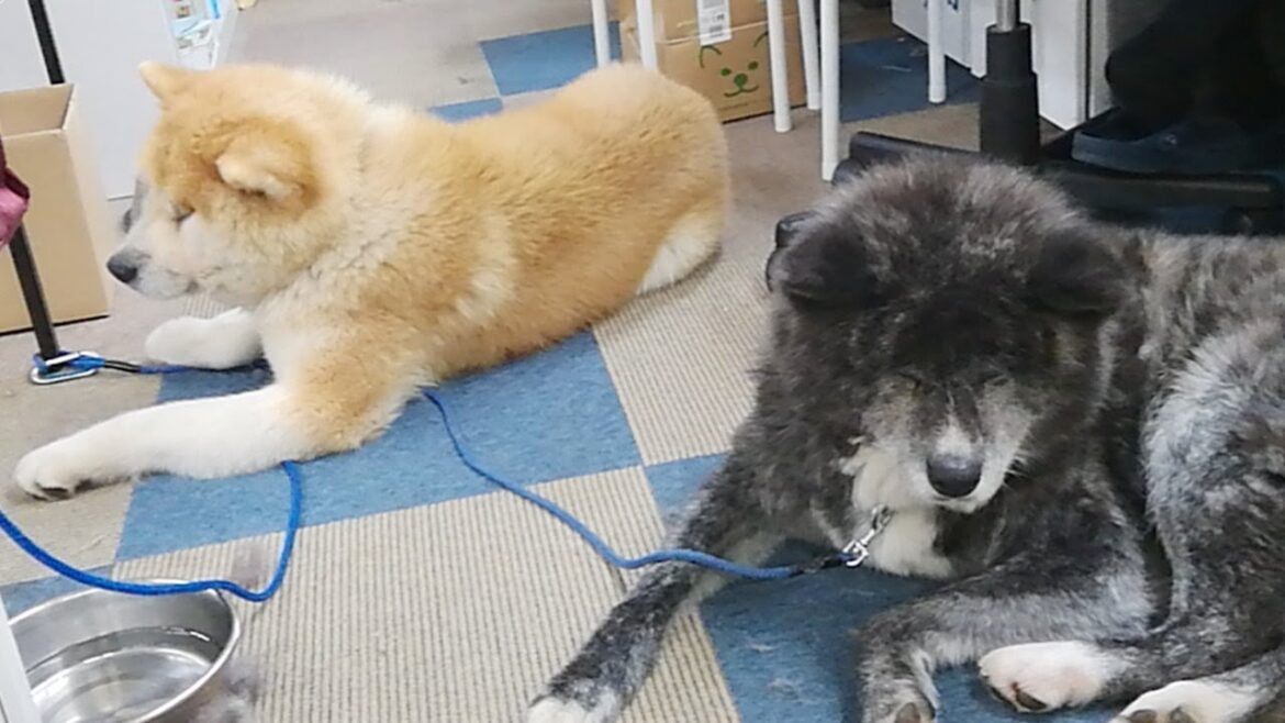 秋田犬会館配信！