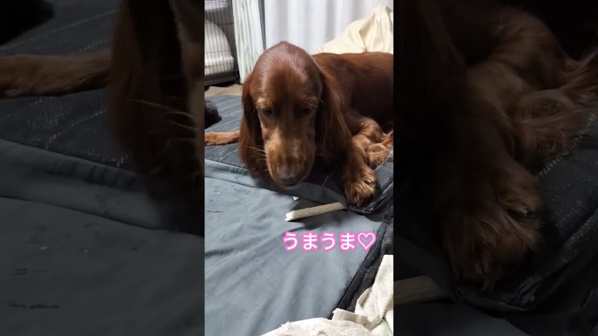 はじめての歯磨きガム #irishsetter #アイリッシュセッター #大型犬 #ペット #大型犬のいる生活 #犬のいる暮らし