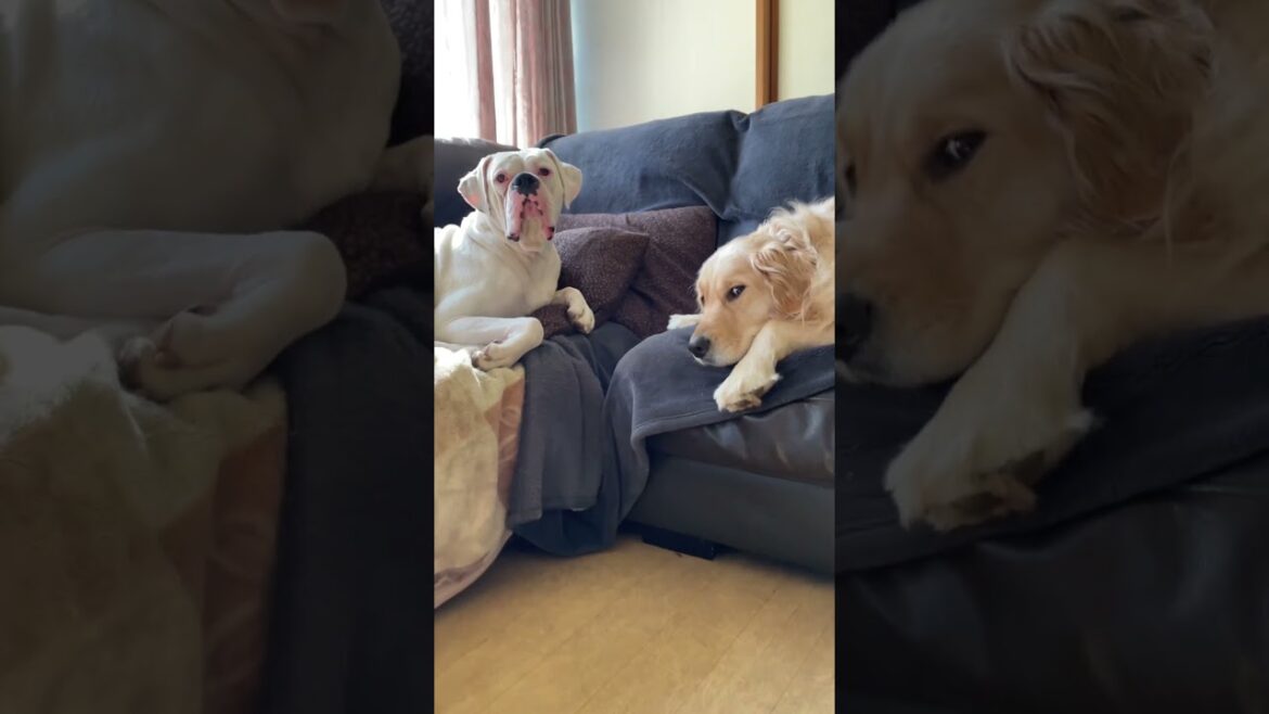 これからお昼寝タイム　nap ゴールデンレトリバー　ボクサー犬