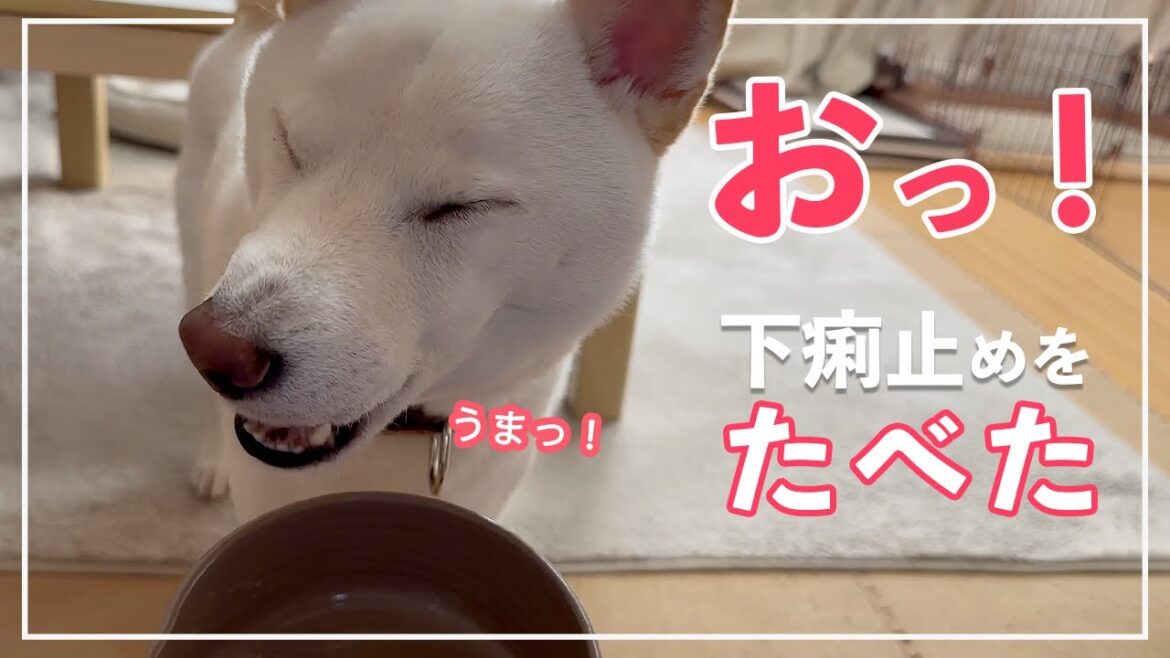 【下痢5日目】 柴犬の食事革命!下痢止めを美味しく変身させる方法 【下痢5日目】 柴犬の食事革命!下痢止めを美味しく変身させる方法