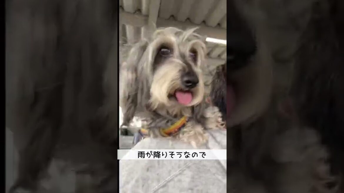 犬と一緒にお買い物【ミニチュアダックスワイヤー】