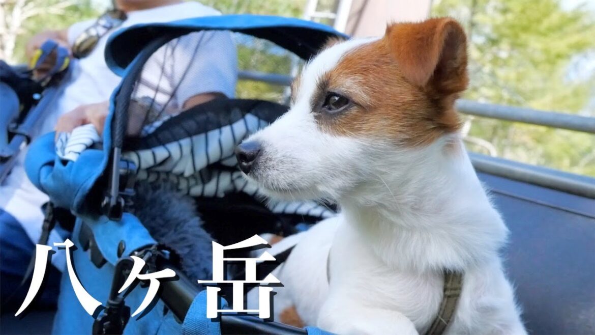 八ヶ岳で初めて馬を見たりリフトに乗ったミニジャック/ジャックラッセルテリア/The dog that saw the horse for the first time