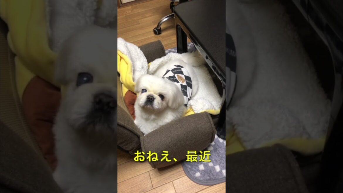 おねぇのひざ掛け #ペキニーズ
