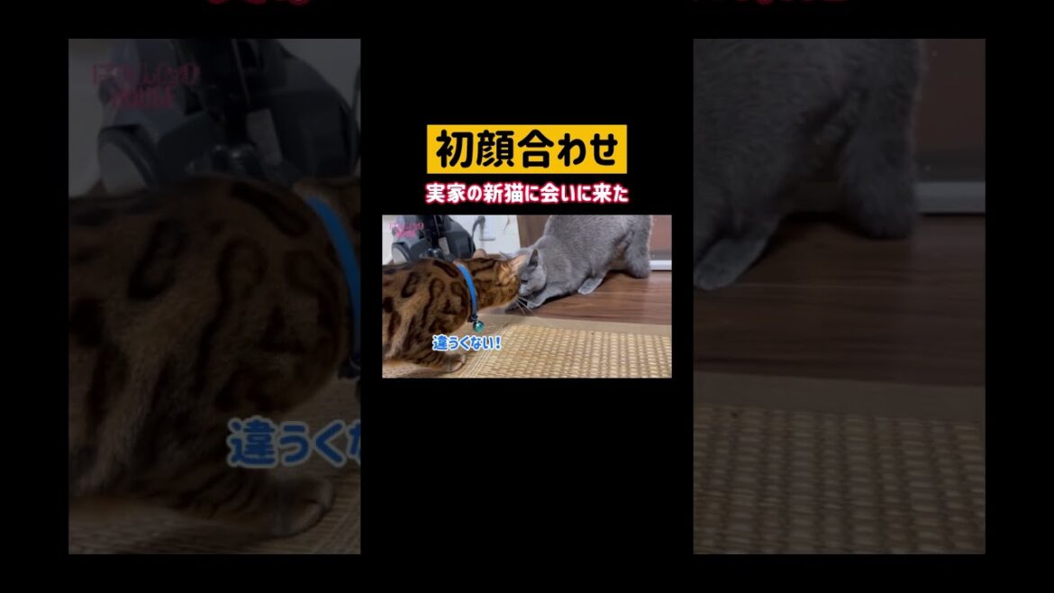ベンガルとブリショの初顔合わせ💙🩶 #shorts