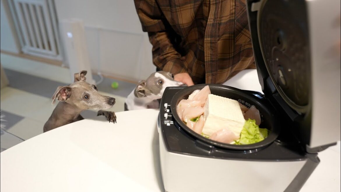炊飯器で愛犬に水炊きを作ったらブチギレられたんだけどwww