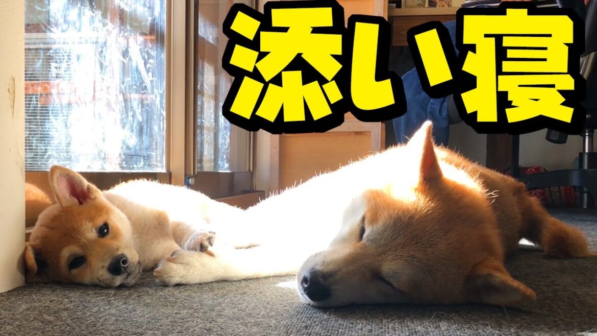 ついにこの日がやって来た！初めて添い寝する柴犬姉妹に感動しました