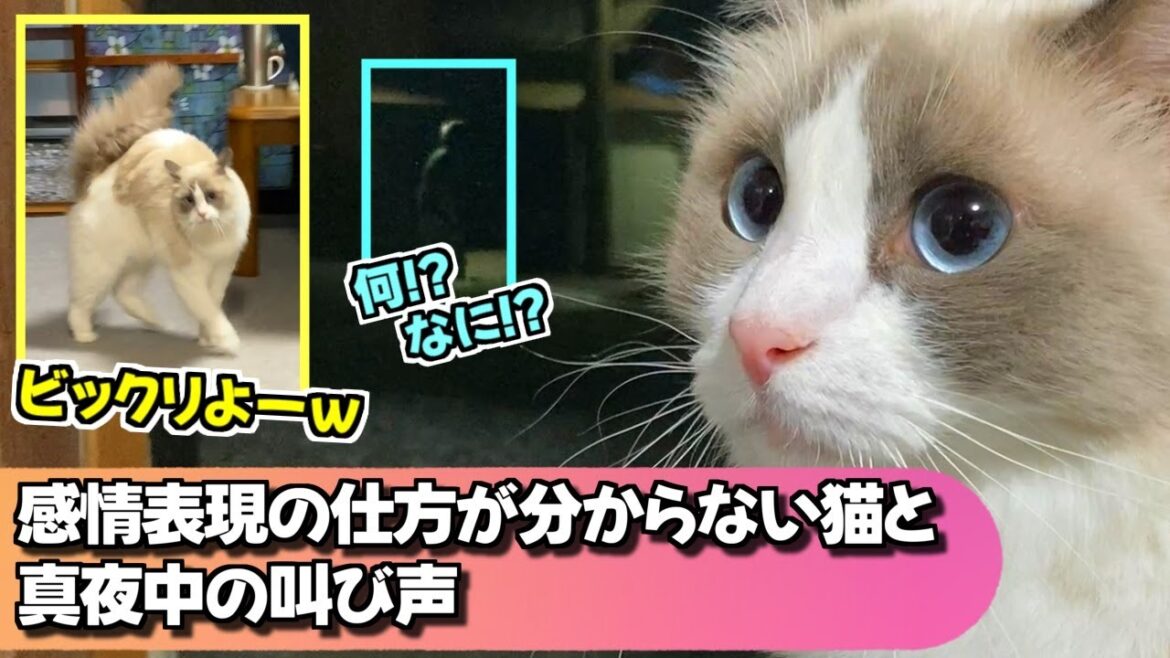 ４年間一緒にるラグドールの行動が謎＆真夜中の叫び声！？【猫のナレーション】