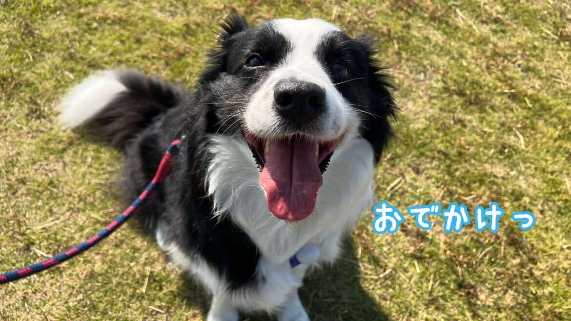 川好きの愛犬を海に連れてってみた #bordercollie #ボーダーコリー #犬