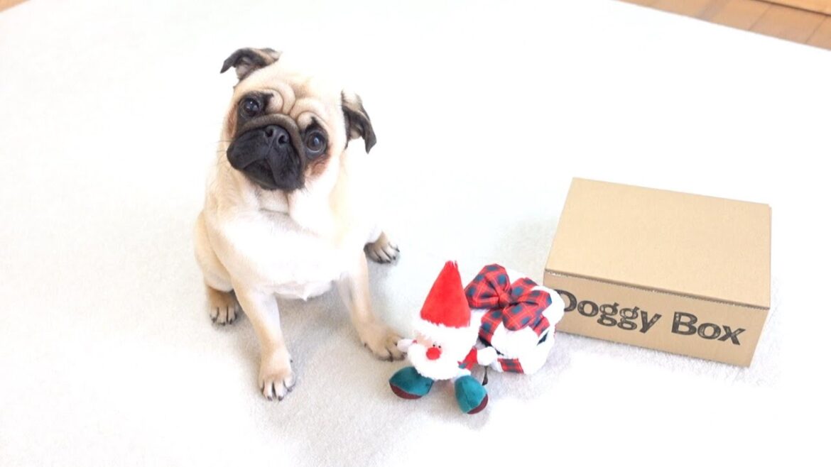 うちのパグに一足早いクリスマスプレゼントが届きました。My pug received an early Christmas present.【パグ、pug】