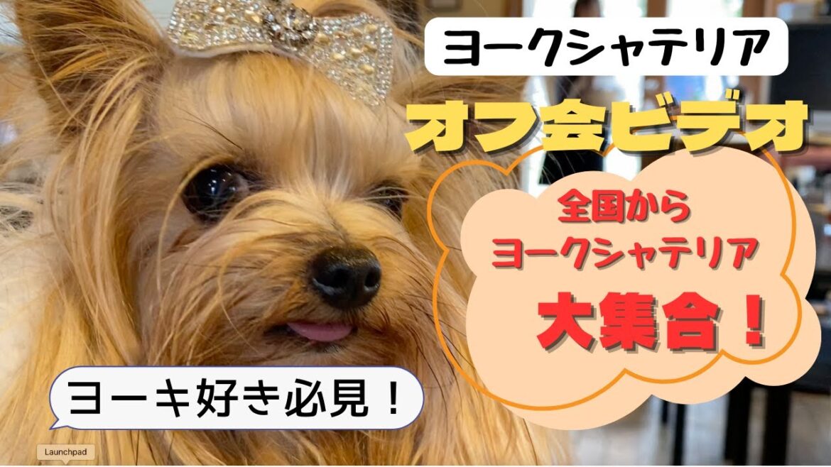 全国からヨークシャテリア大集合！
