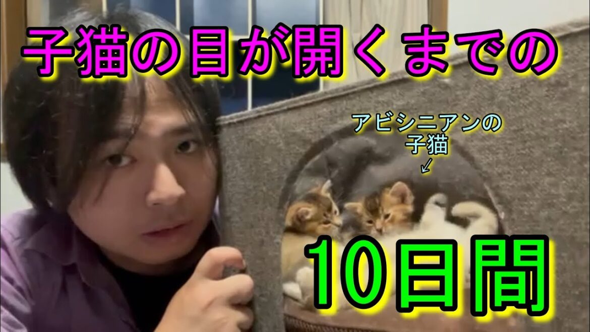 子猫の目が開くまでの10日間 アビシニアンの子猫