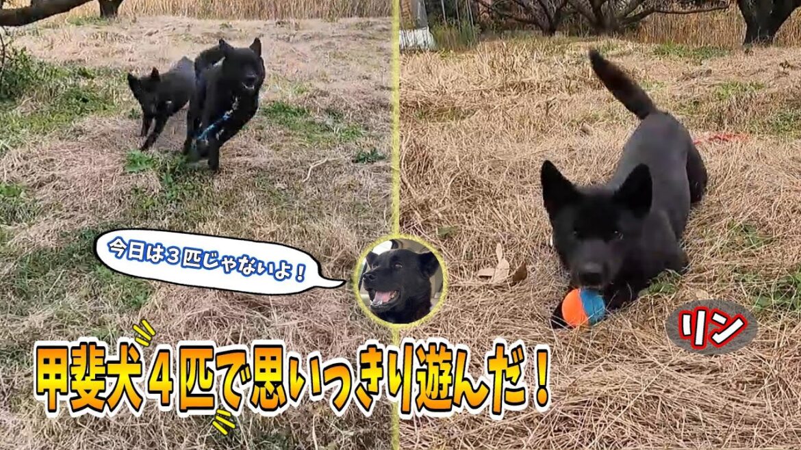 【甲斐犬】４匹で走り周って遊んできた！