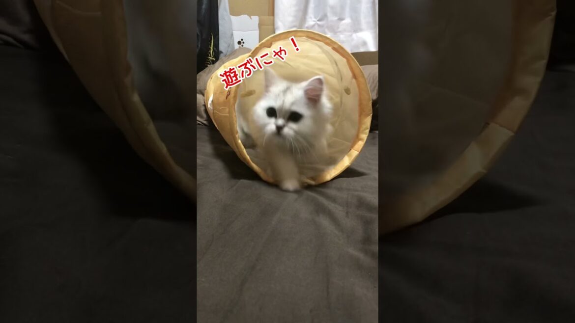 【猫動画】それぞれの遊び方　ペルシャのクルミちゃん編　～トンネルと紐と飼い主が好きにゃ～