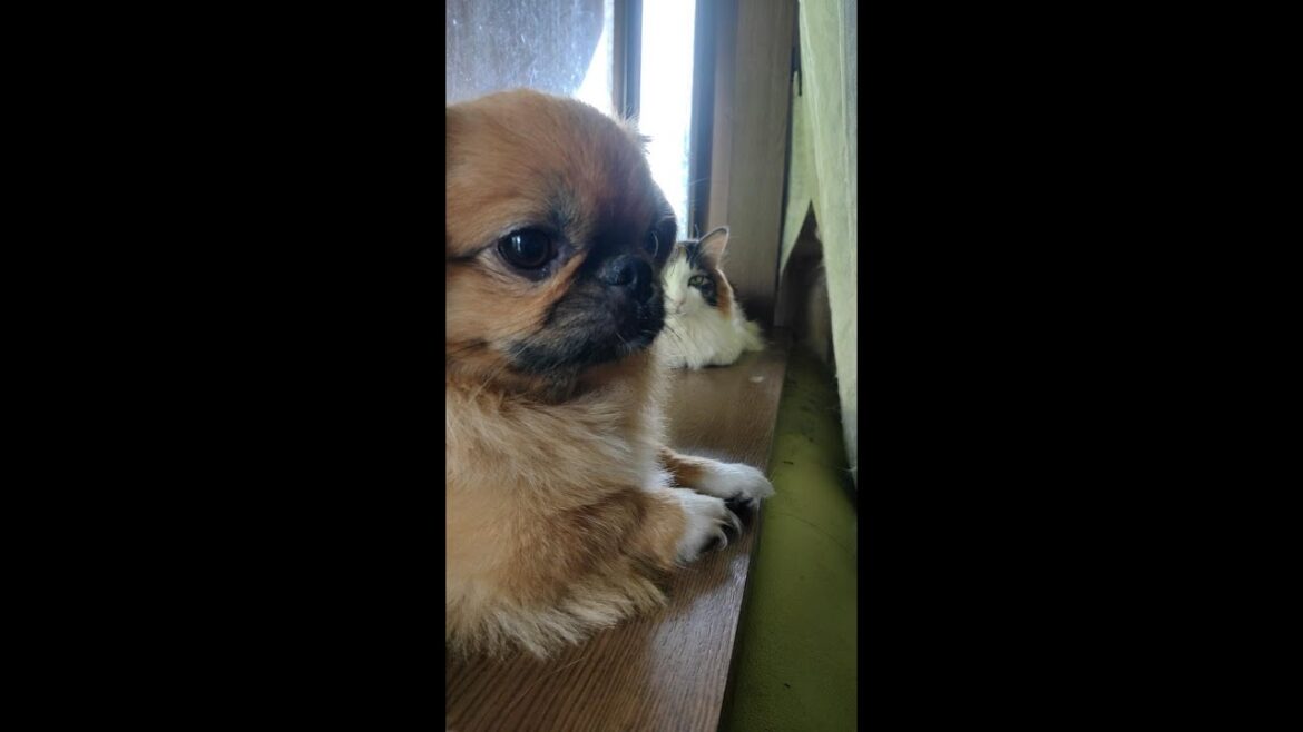 出窓でまったりする犬猫　【ここ・もが1】