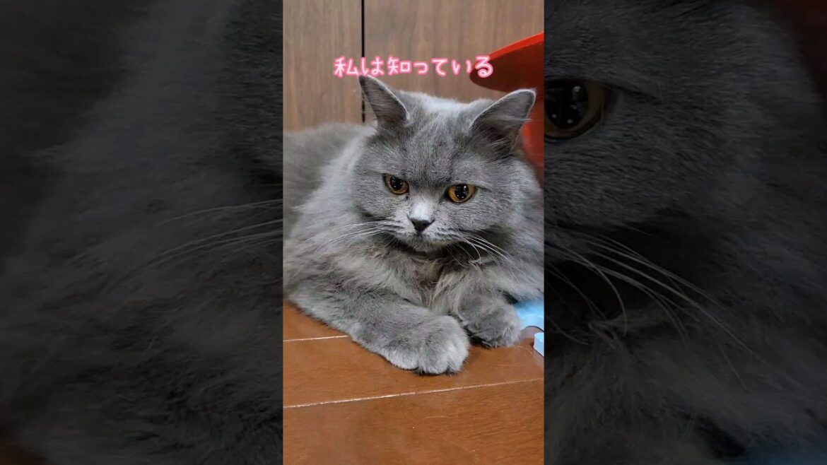 猫は知っている…【サイベリアン・キキのKIKICHANNEL】 #サイベリアン大好き #猫 #shorts