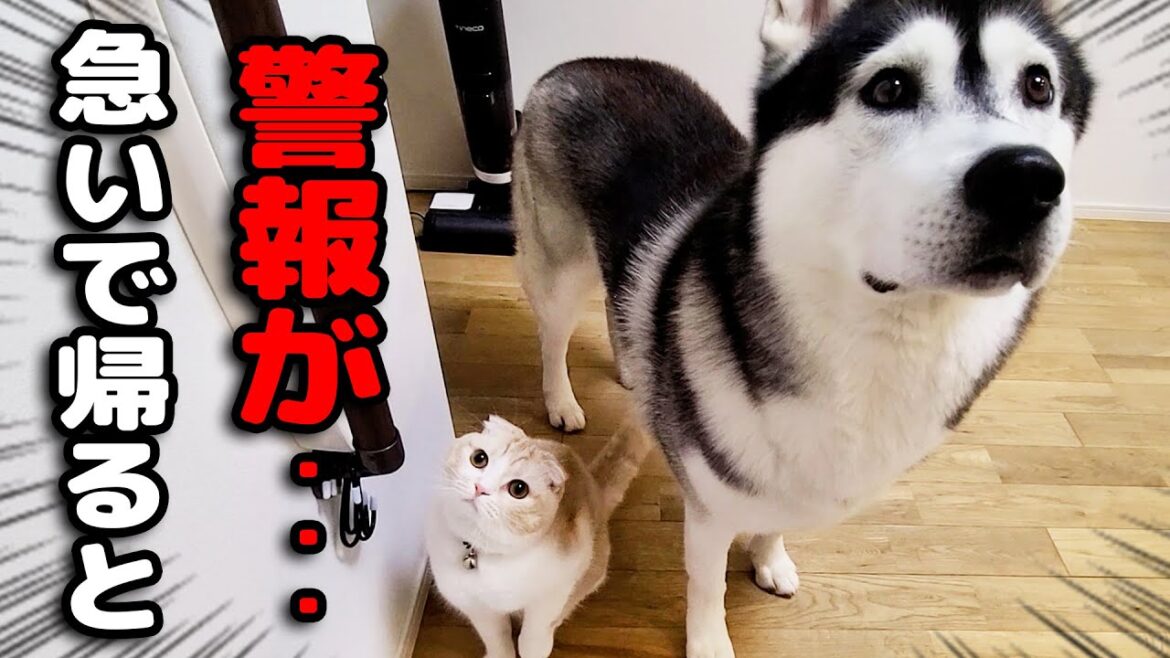 外出中に警報がなったので急いで家に引き返すと猫と犬が...