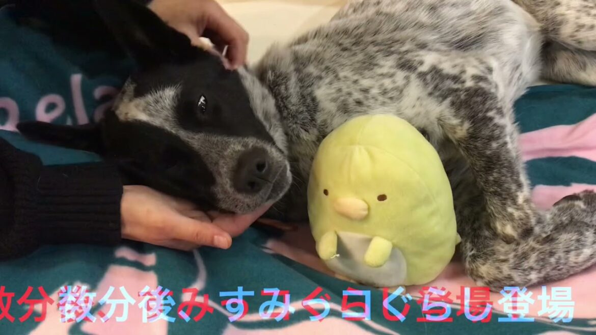 まだらのふぅちゃん、ねむねむ美顔マッサージ？