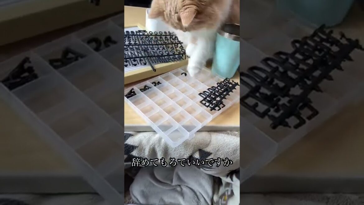 作業を邪魔する猫🐈