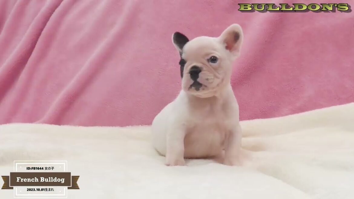 ☆フレンチブルドッグ☆子犬☆ーブサカワ専門犬舎ーBULLDON'S