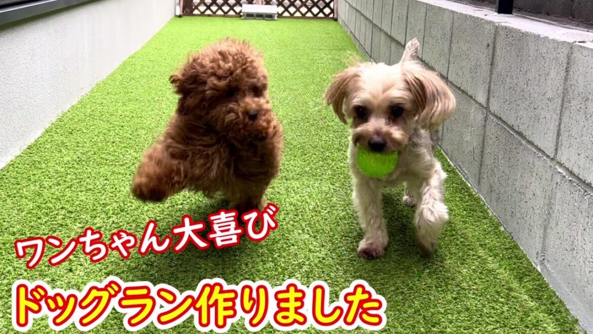 小さなドッグラン、金額はいくら？#トイプードル #ヨークシャテリア #犬のいる暮らし #子犬 #犬