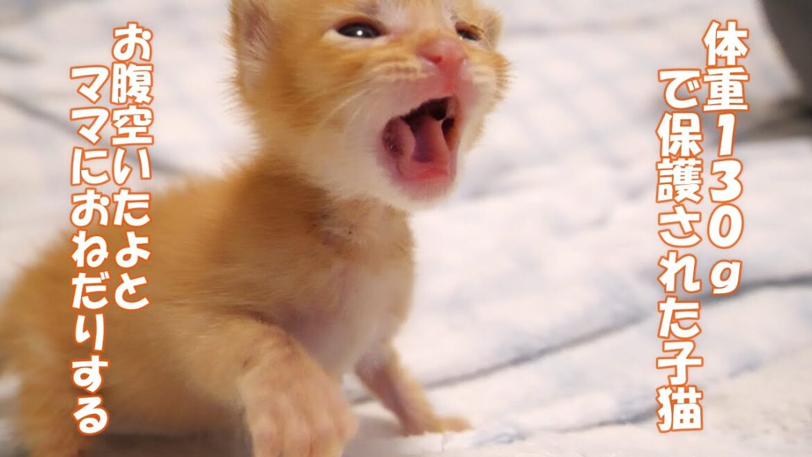 お腹が空いた子猫がお腹空いたよとママにおねだりする。【赤ちゃん猫　保護猫】