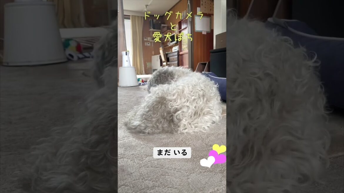 【可愛いじゃん❤︎留守番中の愛犬って】#shorts #犬 #いぬのきもち #かわいい犬 #犬のいる暮らし  #ペットカメラ #dog #petitbasset #cute #ペット留守番