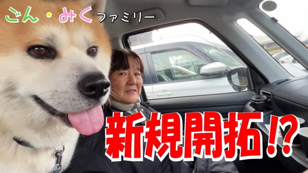 新規開拓‼　今日のごん・みく♡　秋田犬【ごん・みく チャンネル】