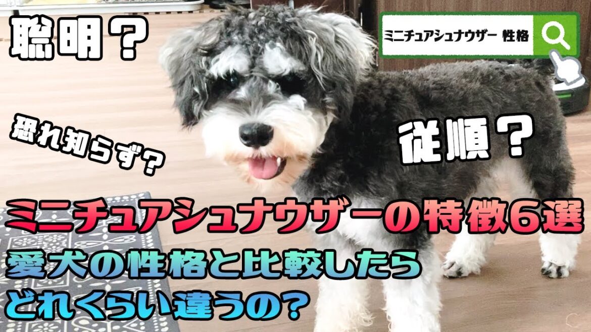 ミニチュアシュナウザーの性格6選を愛犬と比べてみた！いくつ当てはまる？【検証：ソルトアンドペッパー１歳♀ホイミの場合】