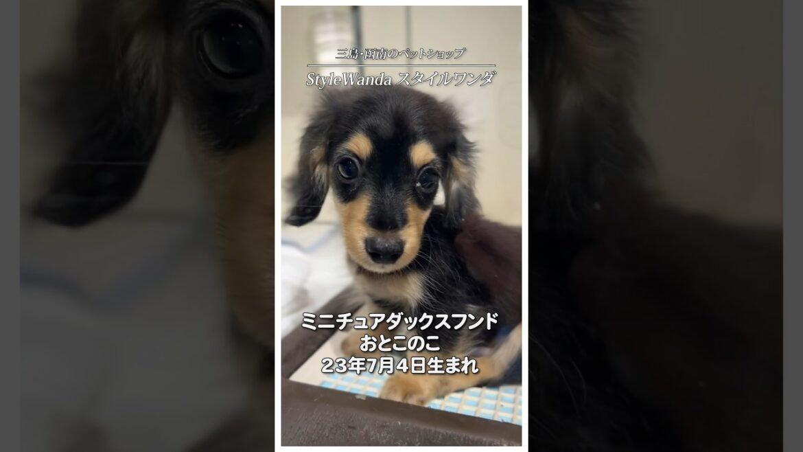 既にイケメン。ミニチュアダックスフンドのおとこのこ#shorts