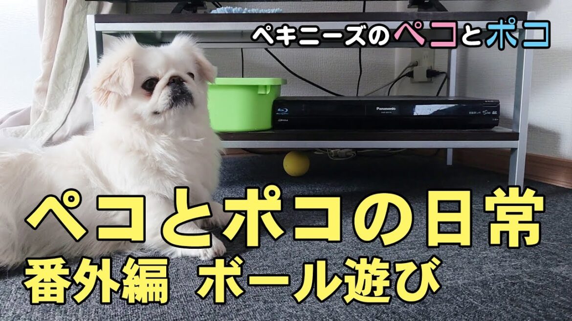 ペキニーズ（犬）ペコ 3歳・ポコ 2歳★ペコとポコの日常 番外編 ボール遊び