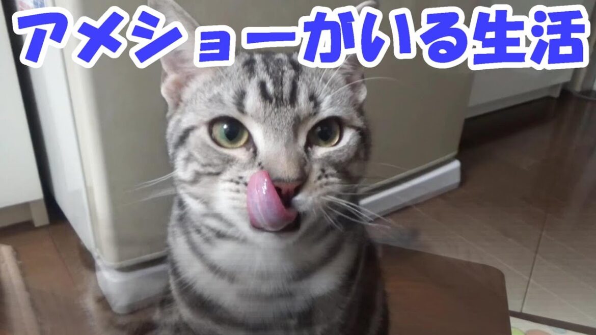 アメショーのいる日常生活 生後7ヶ月 (アメリカンショートヘア) アメショーのいる日常生活 生後7ヶ月 (アメリカンショートヘア)