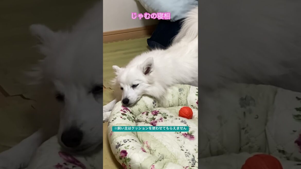 クセすごイーヌ　#日本スピッツ #dog