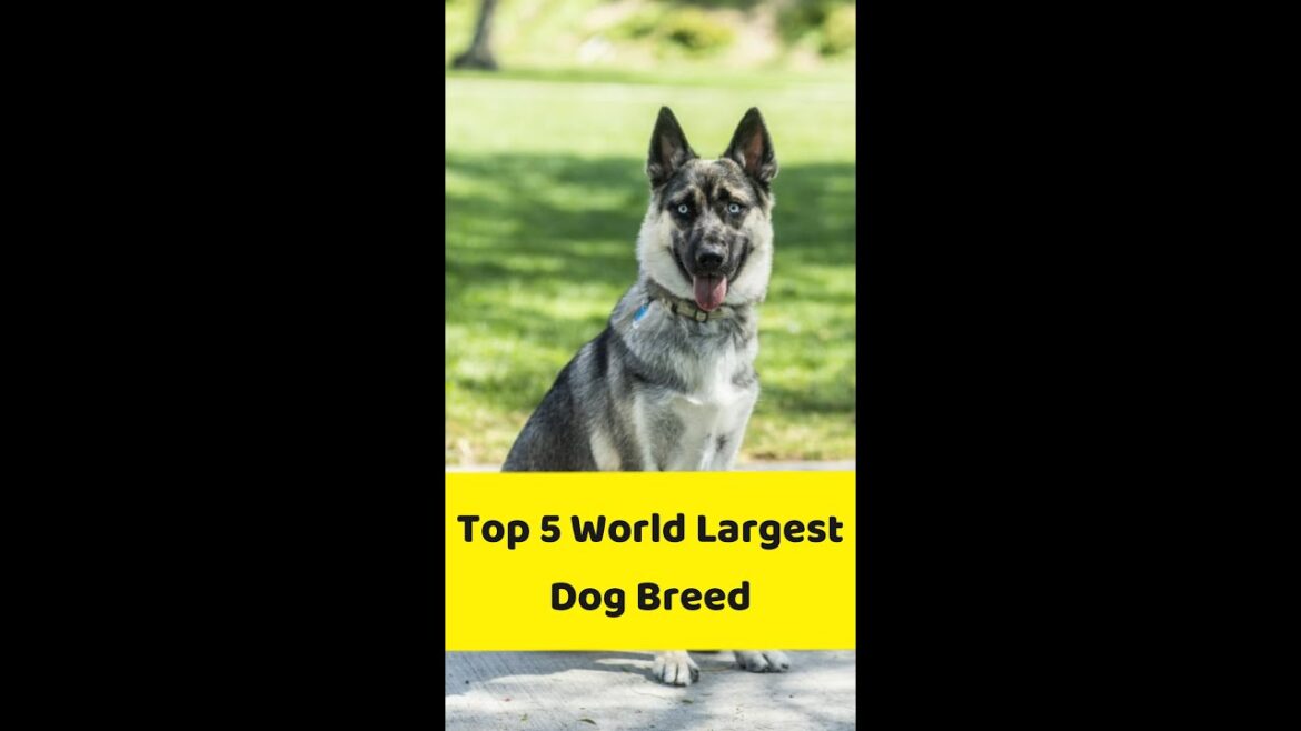 Top 5 World Largest Dog Breed / World biggest dog #shorts