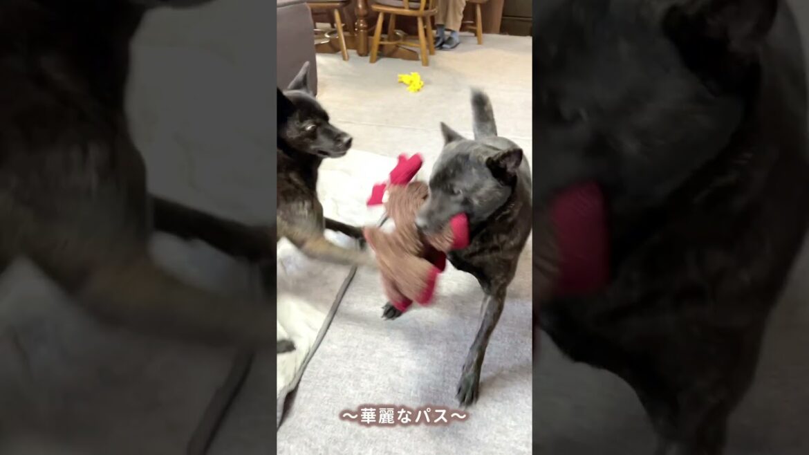 甲斐犬の多頭飼いは今日もパワフル可愛い