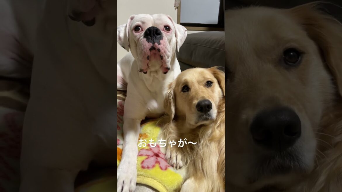 じっくり見定めて　ゴールデンレトリバー　ボクサー犬