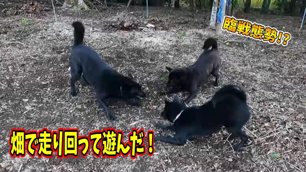 【甲斐犬】畑で走り回って遊んだ！