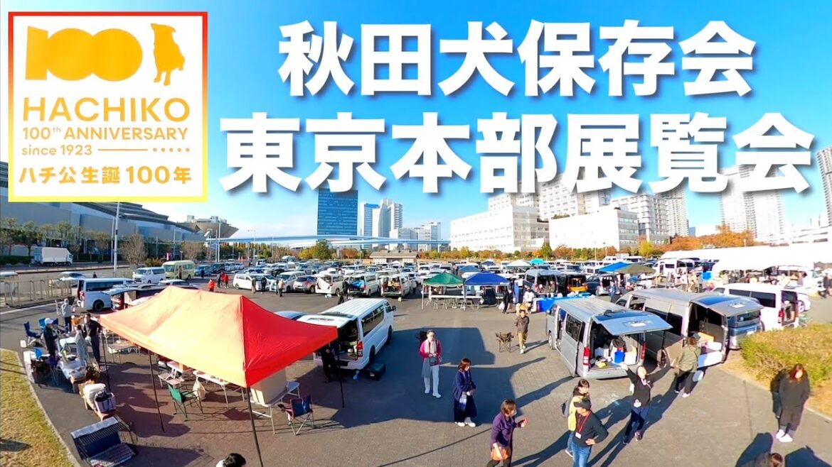 【東京開催】秋田犬保存会・本部展覧会‼️ハチ公生誕100年の記念すべき年に開かれた本部展に行ってきました。会場内や審査の様子、当日の熱気をギュッとしてお届けします‼️