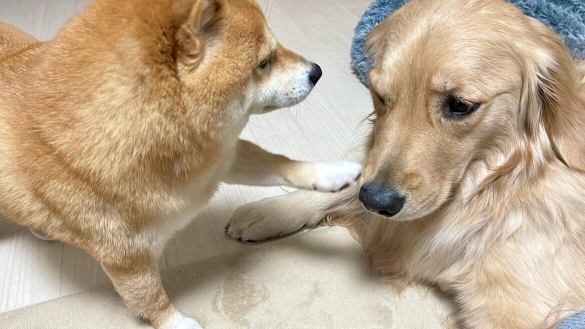 ママにしつこく要求するゴールデンレトリバーにそれはダメだよと注意する豆柴