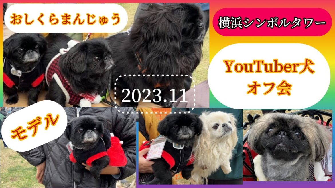 【勝者は誰だ！】ペキニーズのおしくらまんじゅうin横浜シンボルタワー #pekingese #dog  #peki  #いぬ  #犬のいる暮らし #保護犬  #いぬすたぐらむ