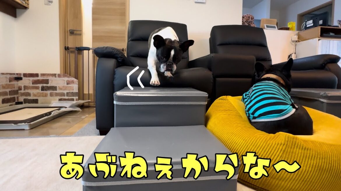 飛び降り防止のドッグステップ！みんな使ってくれるかな？