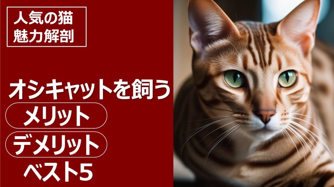 人気の猫 魅力解剖！オシキャットを飼うメリット・デメリットベスト5
