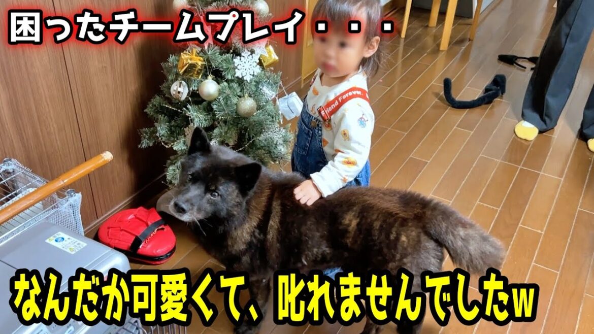 【ホッコリ】甲斐犬と２歳のチームプレイに心が温まりました